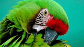 Macaw Parrot Bird Tropical Wallpaper