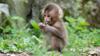 Children Of Monkey Eat Wallpaper Desktop With