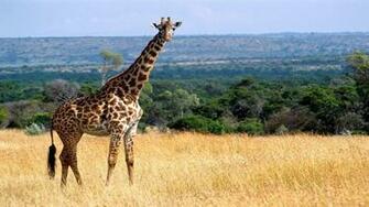 Giraffe Desktop Background