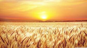 Golden Field Crops Ultra HD Desktop Background Wallpaper For 4k