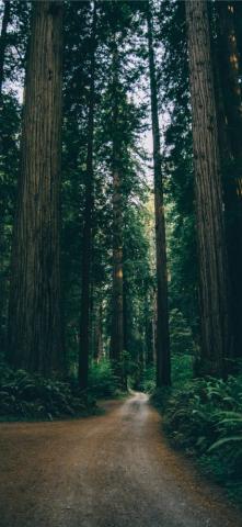 Forest Green Wallpaper iPhone Teahub Io