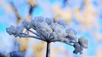 Winter Flowers Wallpaper