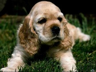 Wallpaper Dog Cocker Spaniel American