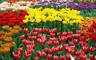 Tulip Garden Wallpaper Dutch Tulips Photos Holand
