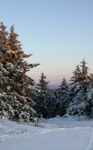Winter Snow Landscapes Pine Trees Wallpaper