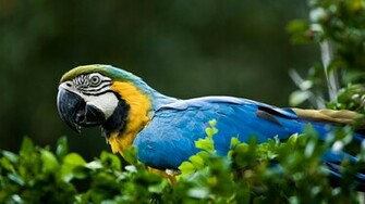 Macaw Parrot Exotic Wallpaper Sa
