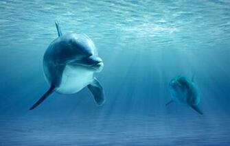 Wallpaper Ocean Realism Dolphins Image For Desktop Section