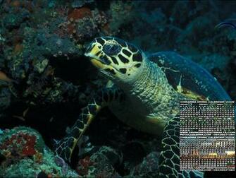 Wallpaper S Amazing Scuba Diving Hi