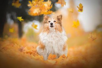 Shetland Sheepdog 4k Ultra HD Wallpaper Background Image