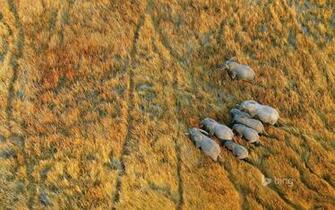 Elephants In The Okavango Delta Botswana Michael Poliza Getty