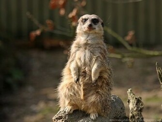 Meerkats Wallpaper Fun Animals Wiki Videos Pictures Stories