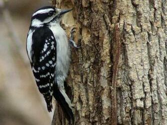 Woodpecker Wallpaper