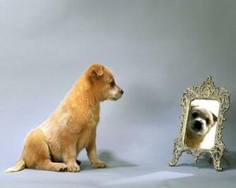 Zoo Park Cute Dogs Wallpaper For Desktop Puppy Background
