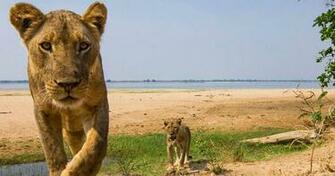Lower Zambezi National Park Voyazed