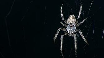 My Creepy Spider Wallpaper
