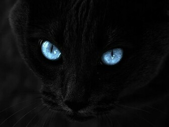 Black Cat Blue Eyes Wallpaper