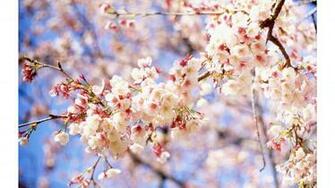 Cute Floral Spring 4k Wallpaper