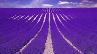 Amazing Lavender Field Desktop Pc And Mac Wallpaper