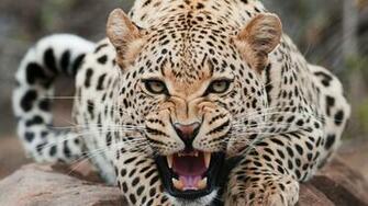 Leopard Screaming HD Wallpaper FullHDwpp Full