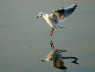 Seagull Bird Wallpaper Desktopwallpaper