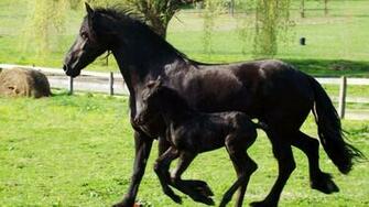 Friesian Horse HD Wallpaper Desktop Image