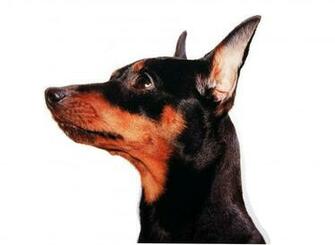 Miniature Pinscher Face Close Up Wallpaper And Image