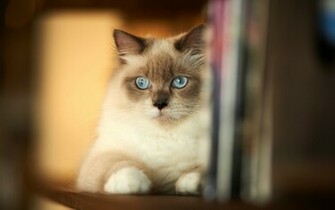 Siamese Cat HD Wallpaper Magic4walls