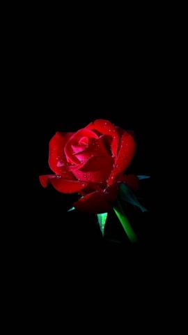 Best Elegant iPhone HD Wallpaper