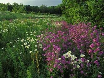 Summer Wildflowers Wallpaper