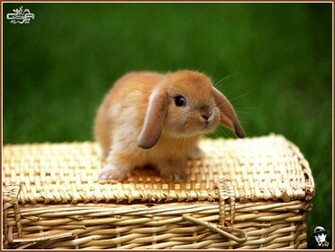 Baby Bunny Image Wallpaper Photos