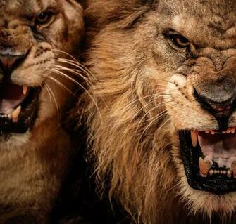 Lion HD Wallpaper Pictures