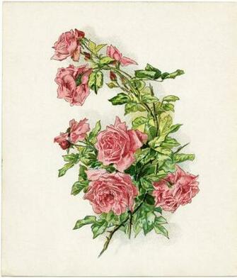 Vintage Rose Pink Nice Picture