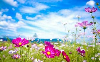 Pink Flowers Summer HD Wallpaper Widescreen Imagebank Biz