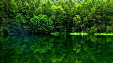Nature High Resolution Forest Wallpaper HD Mock Up