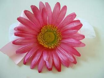 Hot Pink Gerber Daisy Wallpaper Creative Memes