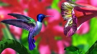 Hummingbird Wallpaper HD Computer Pc Desktop For