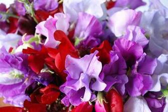 Sweet Pea HD Wallpaper