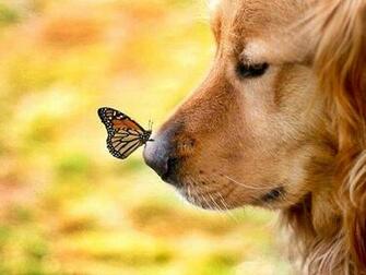 Umnet Screensaver Dog