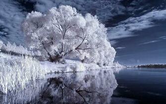 Winter Tree Wallpaper