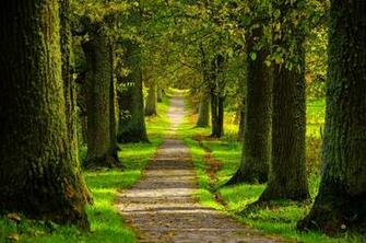 Forest Park Wallpaper