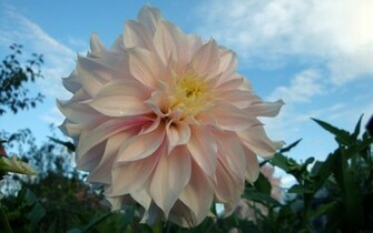 Dahlia Wallpaper