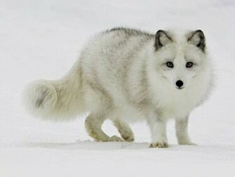 Arctic Fox Wallpaper Desktop