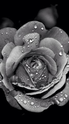 White Rose iPhone Wallpaper
