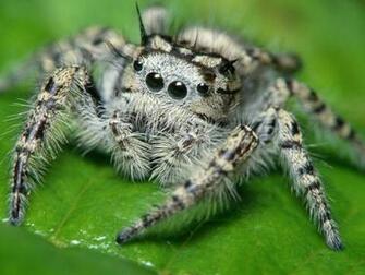 Desktop Wallpaper Gallery Animals Jumping Spider