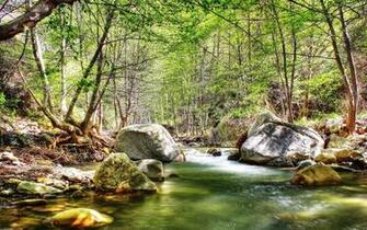 Forest Wallpaper Widescreen Original Fondos7 Net