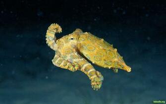Cuttlefish Wallpaper