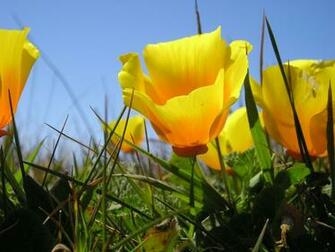 California Poppies On The Kortum Trail Northern Ca