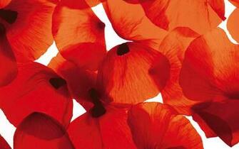 Flowers Poppy Wallpaper Flower Petals