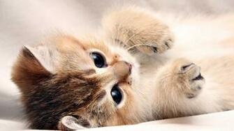 Kitten Cute Wallpaper Screensaver Pre Id