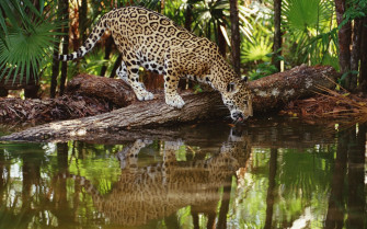 Jaguars Animals Feline Wallpaper HD